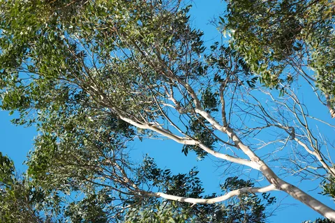 Nature photography