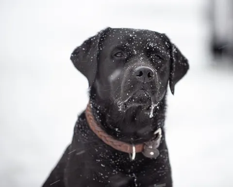 Dogs photography
