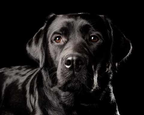 Dogs photography