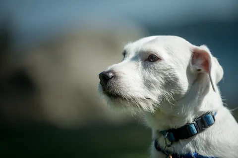 Dogs photography