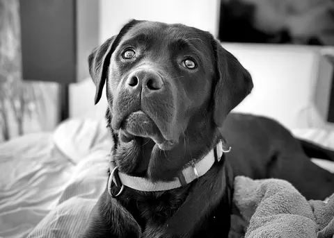 Dogs photography